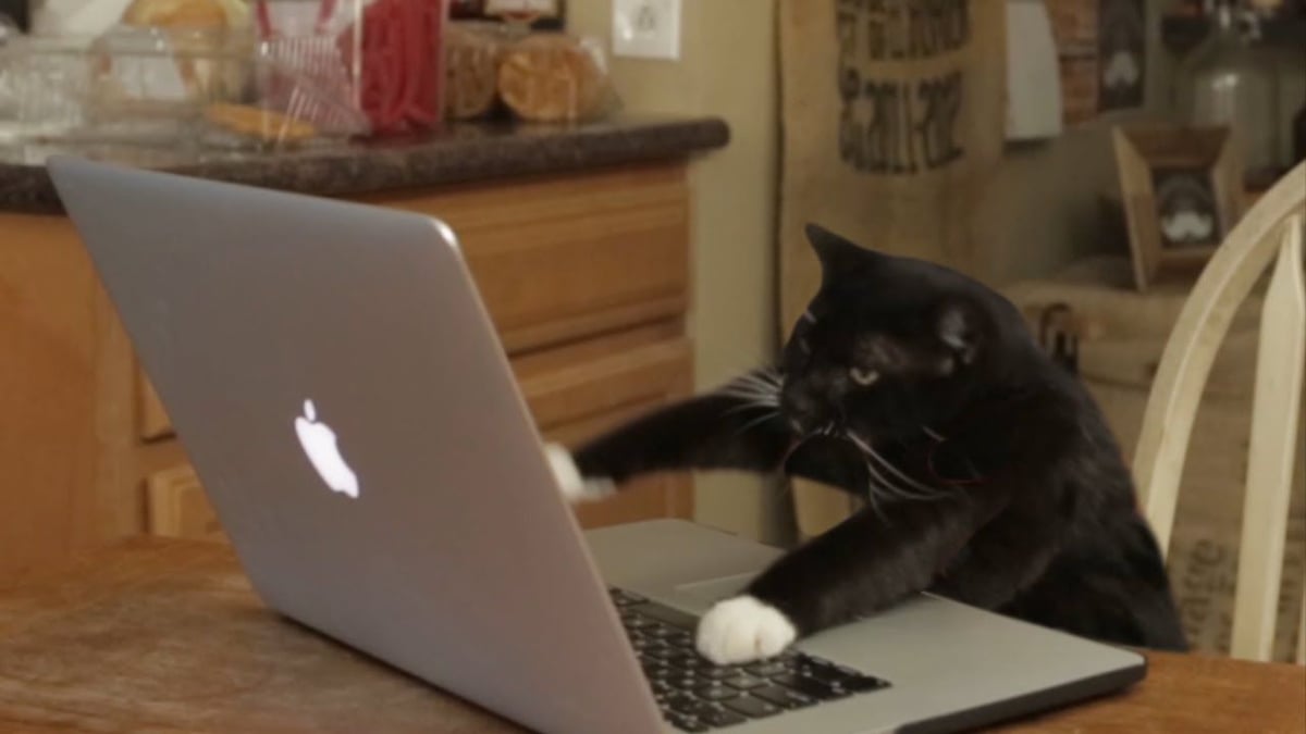 cat_type